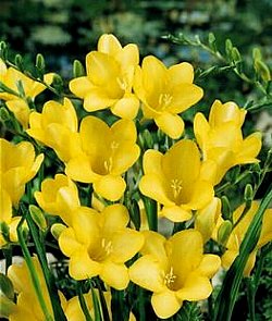 Freesia