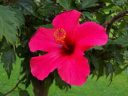 hibiscus1