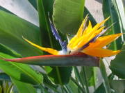 sutoreritia
