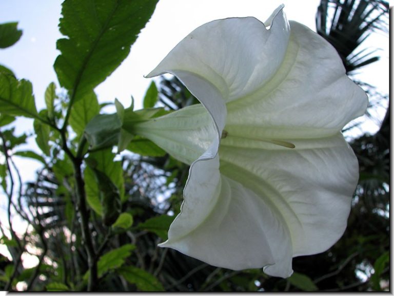 次の Snow Leopard シードで「Marble」インターフェイスが公開される?