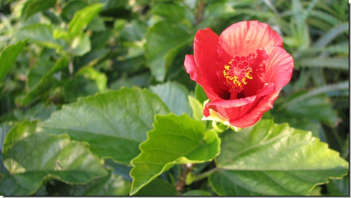 20090118-thumb-700x395-17