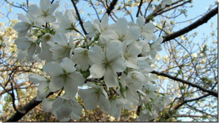 20090315-thumb-700x395-349