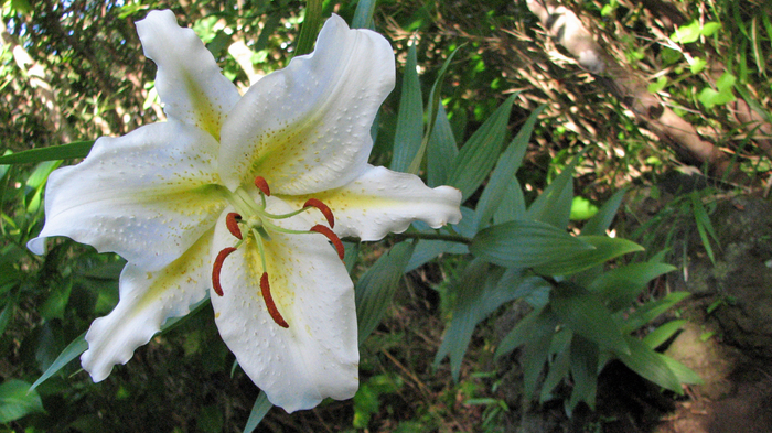 20090712-thumb-700x393-1134